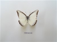 藏品(異色尖粉蝶)的圖片